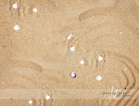 Foto pozadí - písečná pláž s mušlemi