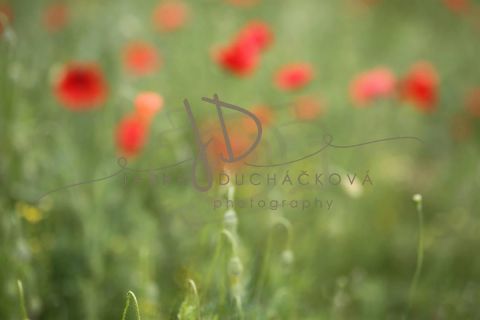 Fotopozadí - Květinový bokeh 12