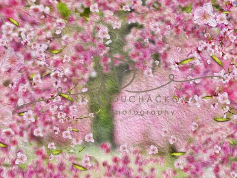 Fotopozadí - Květy jarní 10