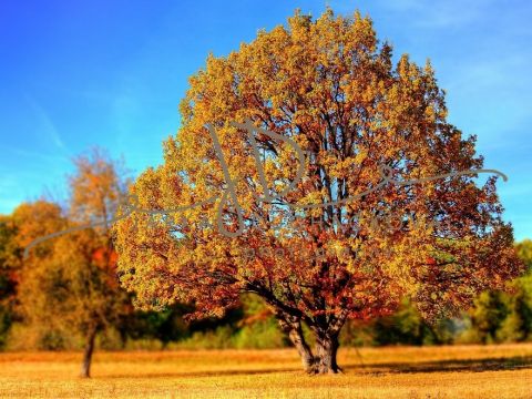 Fotopozadí - BAREVNÝ PODZIM 11