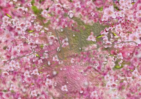 Fotopozadí - Květy jarní 11