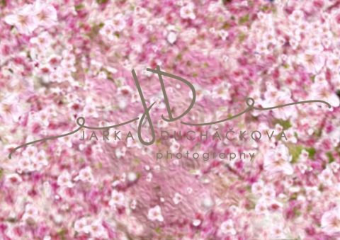 Fotopozadí - Květy jarní 15
