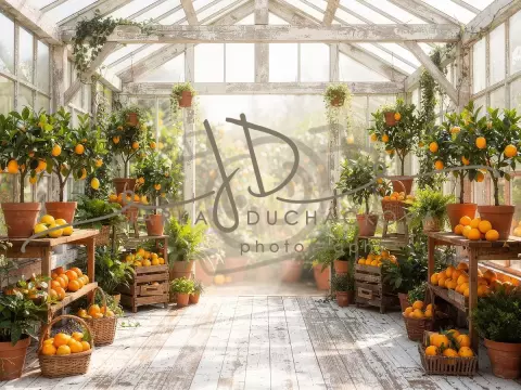 Fotopozadí - Skleník s citrusy 5