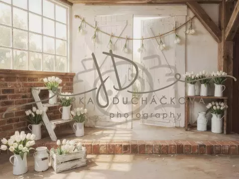 Tulipány bílé 10 Tulipány bílé 10