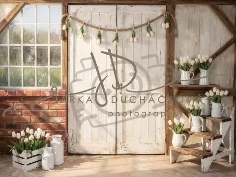 Tulipány bílé 11 Tulipány bílé 11