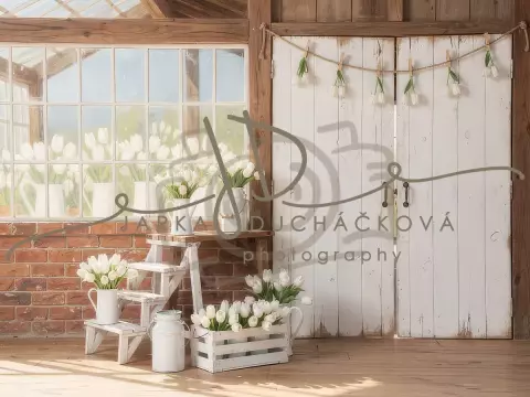 Tulipány bílé 12 Tulipány bílé 12