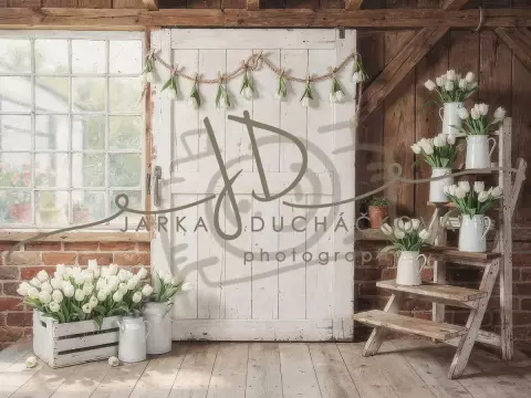 Tulipány bílé 3 Tulipány bílé 3