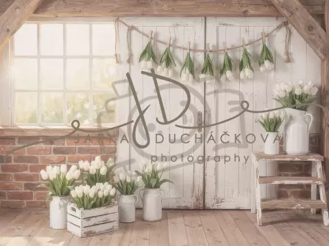 Tulipány bílé 4 Tulipány bílé 4