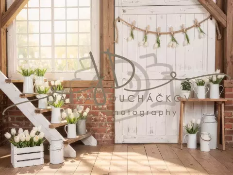 Tulipány bílé 6 Tulipány bílé 6