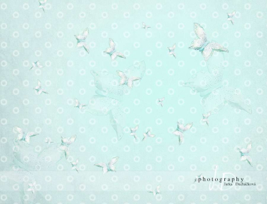 JD PHOTOGRAPHY  Fotopozadí - MOTÝLI - tyrkysoví