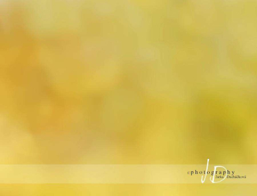 JD PHOTOGRAPHY  Fotopozadí - BARVY PODZIMU 2