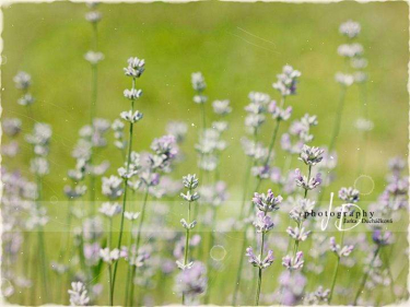 JD PHOTOGRAPHY  Fotopozadí - LOUKA - LEVANDULE 1