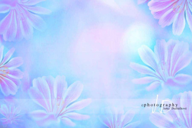 JD PHOTOGRAPHY  Fotopozadí - LEWISIA 4