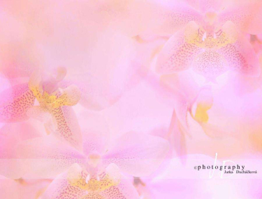 JD PHOTOGRAPHY  Fotopozadí - ORCHIDEA 7