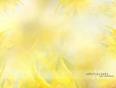 JD PHOTOGRAPHY  Fotopozadí - SLUNEČNICE 2