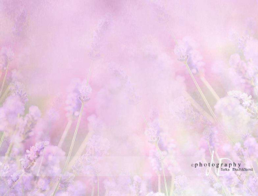 JD PHOTOGRAPHY  Fotopozadí - LEVANDULE 8