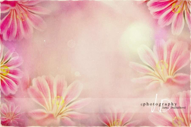 JD PHOTOGRAPHY  Fotopozadí - LEWISIA 3