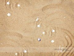 Foto pozadí - písečná pláž s mušlemi