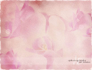 JD PHOTOGRAPHY  Fotopozadí - ORCHIDEA 6