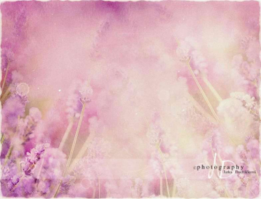 JD PHOTOGRAPHY  Fotopozadí - LEVANDULE 9 retro