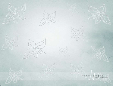 JD PHOTOGRAPHY  Fotopozadí 54 TAPETA