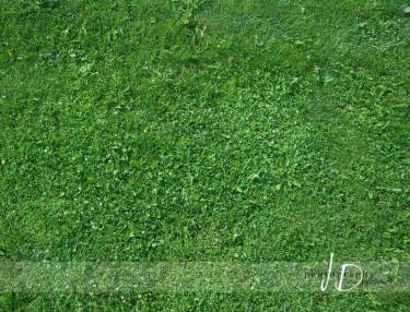 JD PHOTOGRAPHY  Foto podlaha Trávník