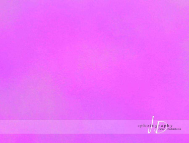 JD PHOTOGRAPHY  Fotopozadí - PLÁTNO 2 růžové
