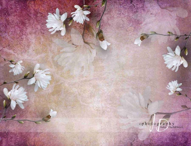 JD PHOTOGRAPHY  Fotopozadí - MAGNOLIE - šířka