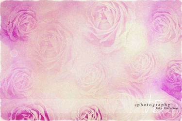 JD PHOTOGRAPHY  Fotopozadí - RůŽE 3 retro