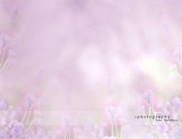 JD PHOTOGRAPHY  Fotopozadí - LEVANDULE 3
