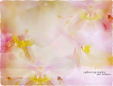 JD PHOTOGRAPHY  Fotopozadí - ORCHIDEA 9