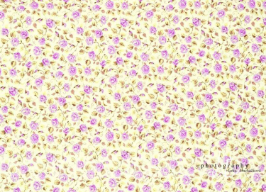 JD PHOTOGRAPHY  Fotopozadí - RůŽE 23