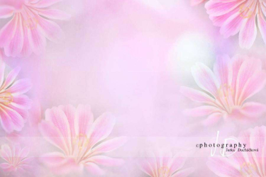 JD PHOTOGRAPHY  Fotopozadí - LEWISIA 1