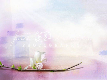 JD PHOTOGRAPHY  Fotopozadí - DESIGN 505