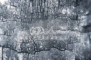 JD PHOTOGRAPHY  Fotopozadí - PODLAHA 012 dřevo