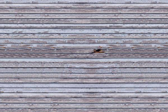 SAVAGE Weathered Wood 2,4x2,4m 11032