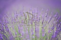 JD PHOTOGRAPHY  Fotopozadí - Květinový bokeh 3