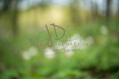 JD PHOTOGRAPHY  Fotopozadí - Květinový bokeh 4