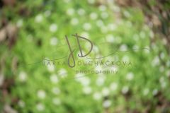 JD PHOTOGRAPHY  Fotopozadí - Květinový bokeh 5