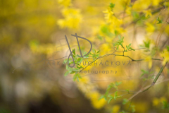 JD PHOTOGRAPHY  Fotopozadí - Květinový bokeh 8