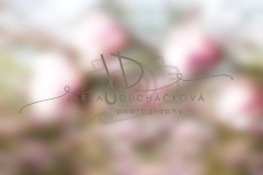 JD PHOTOGRAPHY  Fotopozadí - Květinový bokeh 9