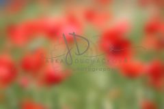 JD PHOTOGRAPHY  Fotopozadí - Květinový bokeh 11