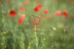 JD PHOTOGRAPHY  Fotopozadí - Květinový bokeh 12