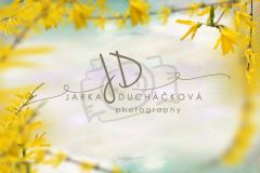 JD PHOTOGRAPHY  Fotopozadí - Květinový bokeh 14
