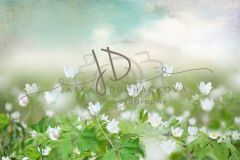 JD PHOTOGRAPHY  Fotopozadí - Květinový bokeh 15