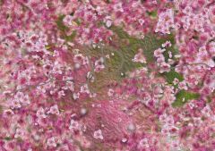 Fotopozadí - Květy jarní 12