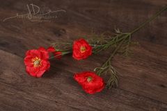 JD PHOTOGRAPHY  Květina - červený mák