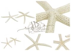 Dekorace mořská  - hvězdice bílá