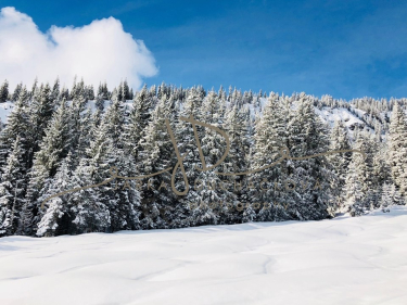 JD PHOTOGRAPHY  Fotopozadí - WINTER 41