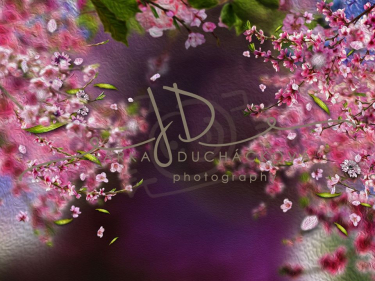 JD PHOTOGRAPHY   Fotopozadí - Květy jarní 3